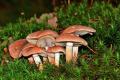 forest mushrooms moss disc fungus mushroom collection forest floor