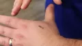 El microchip implantado en la piel para comprar en tiendas