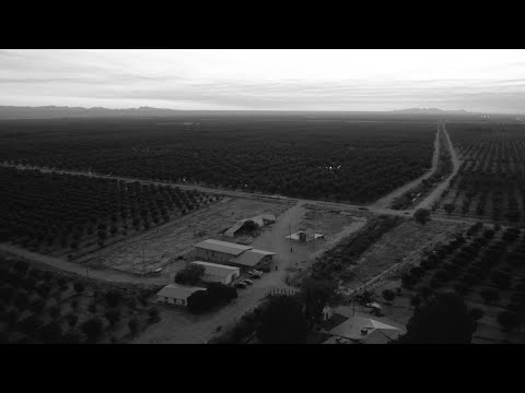 Los Bunkers Bajo Los Árboles