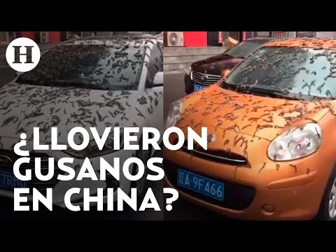 Lluvia de gusanos una pesadilla para los habitantes en China