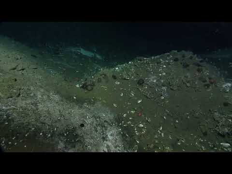 Descubren una misteriosa fuga en el fondo del Océano Pacífico