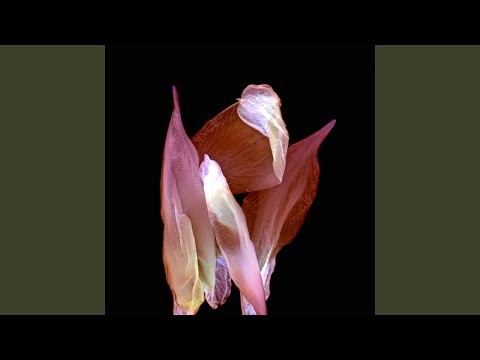 O'o estrenan Moho single nuevo EP
