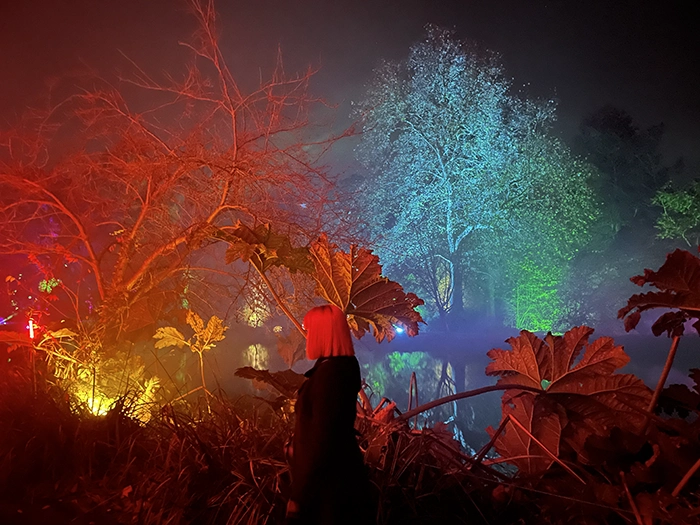 West Wickhams Sakura