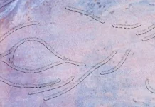 Arepa Vol&aacute;til noticias musicales