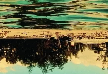 Arepa Vol&aacute;til noticias musicales