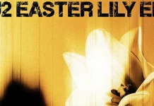 Arepa Vol&aacute;til noticias musicales